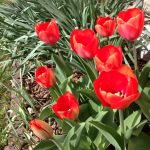 Logo pic for Ogden GC