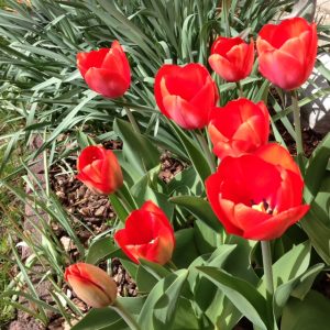 Logo pic for Ogden GC