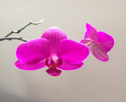 Utah Orchid Society