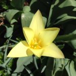 Logo pic for other affiliated