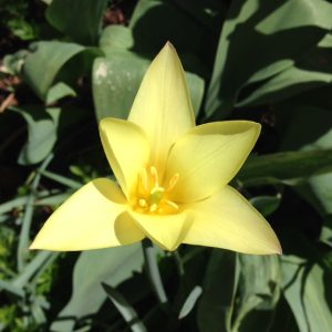 Logo pic for other affiliated