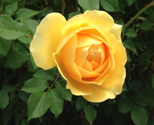 Graham Thomas rose