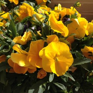 Alternative Garden Club