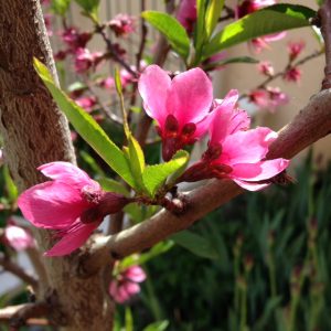 Spade & Hope Garden Club