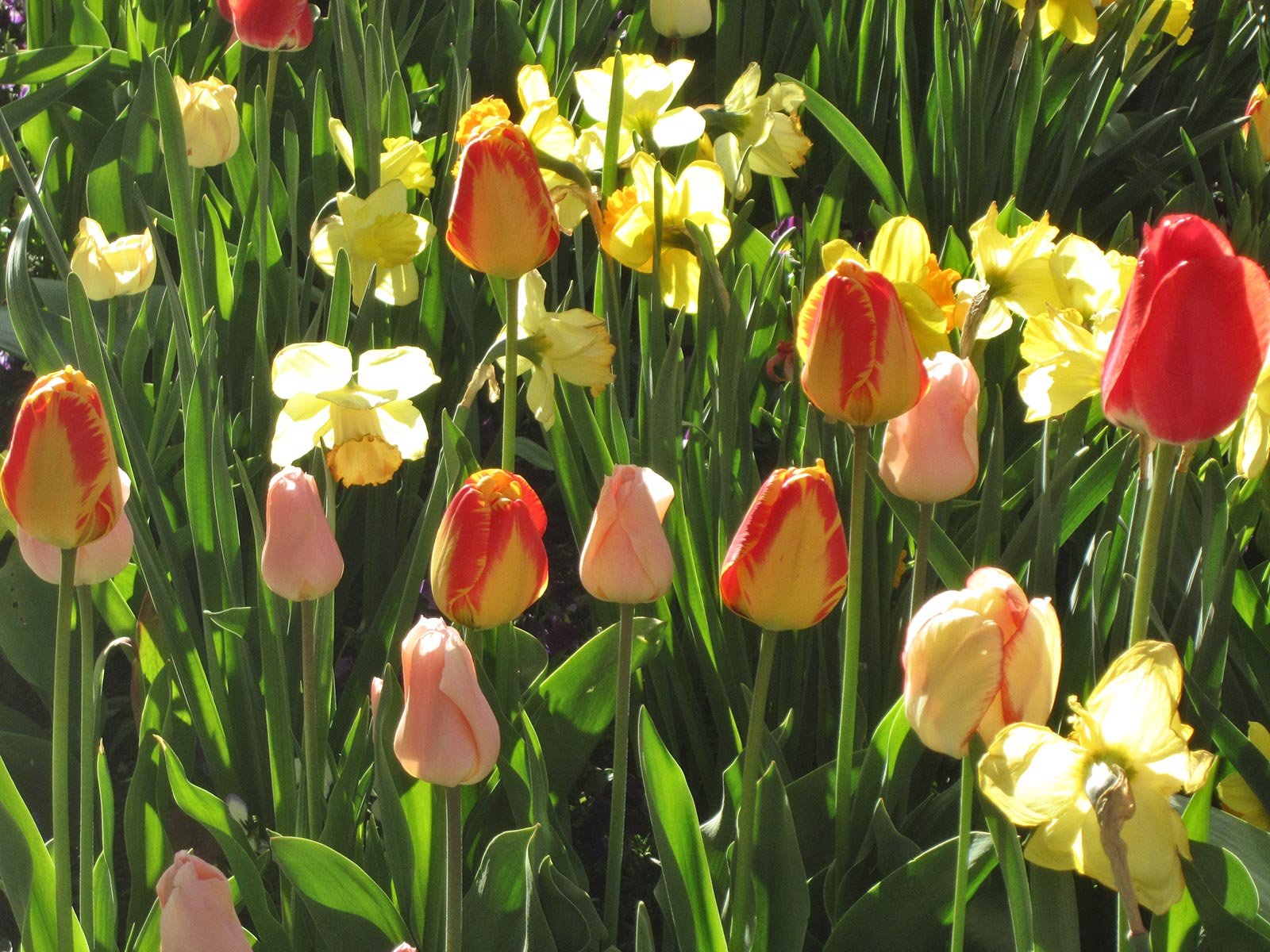 tulips-daffodills
