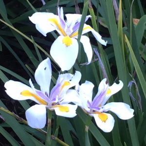 UAGC Spring Convention @ Garden Center in Sugar House Park | Salt Lake City | Utah | United States