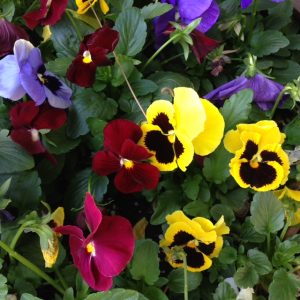 Alternative Garden Club Meeting @ Sugar House Garden Center | Salt Lake City | Utah | United States