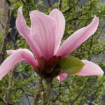 Magnolia 'Galaxy' copy for web