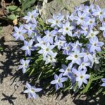 Ipheion uniflorum for web