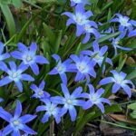 Chionodoxa for web