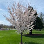 Hashimoto tree for web