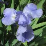 Iris blue wow for web