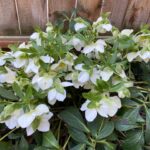 Helleborus White Pearl for web