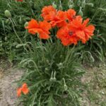 Papaver orientalis for web