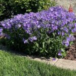 Phlox divaricata for web IMG_5483